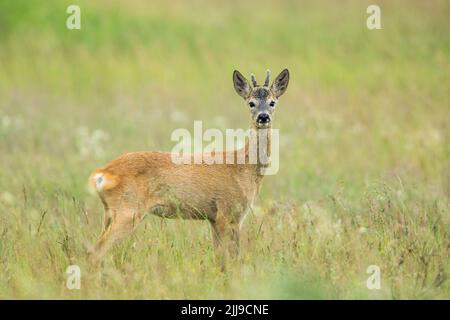 Cerf de Virginie européen Capranolus capranolus, homme, Alert in Meadow, Tiszaalpár, Hongrie, Mai Banque D'Images