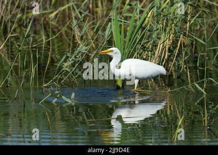 Grande Aigrette Casmerodius albus, immatures non-reproduction, d'alimentation dans les marais, la réserve RSPB Mur Jambon, Somerset, Royaume-Uni, juin Banque D'Images