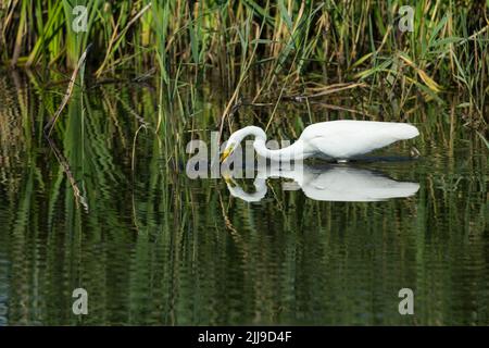 Grande Aigrette Casmerodius albus, immatures non-reproduction, d'alimentation dans les marais, la réserve RSPB Mur Jambon, Somerset, Royaume-Uni, juin Banque D'Images