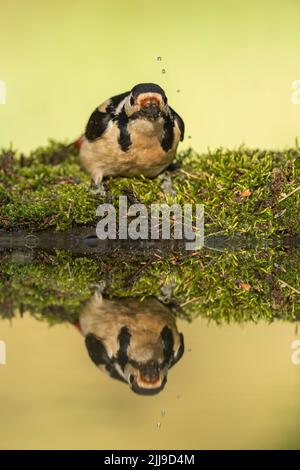 Grand pic à pois Dendrocopos majeur, femme adulte, boire de la piscine boisée, Tiszaalpár, Hongrie, Mai Banque D'Images