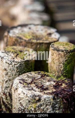 résumé des vieux groynes en bois altérés, des brakwaters ou des piliers recouverts d'algues anciennes sur une plage à marée basse. Banque D'Images