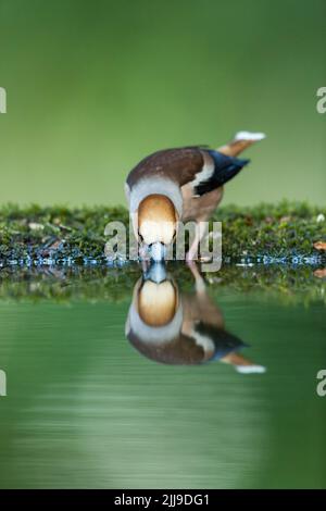 Hawfinch Coccothrautes coccothrautes, homme adulte, boire dans une piscine boisée, Tiszaalpár, Hongrie, mai Banque D'Images