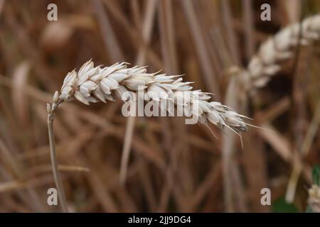 Oreille de blé (Triticum aestivum) dans un champ de Cosgrove. Banque D'Images