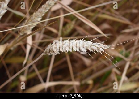 Oreille de blé (Triticum aestivum) dans un champ de Cosgrove. Banque D'Images