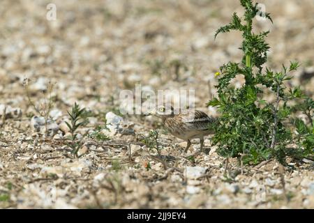 Couvre-feu en pierre Burhinus oedicnemus, adulte, sur terrain pierreux, Wiltshire, Royaume-Uni, Juin Banque D'Images