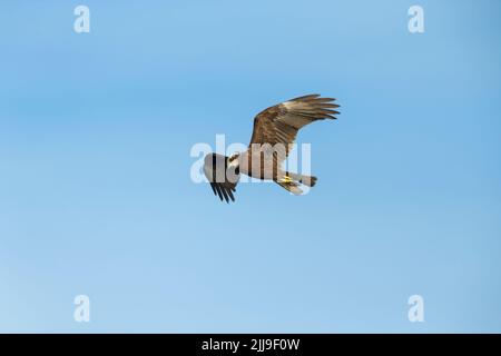 WESTERN Marsh harrier Circus aeruginosus, femme adulte, en vol, Tiszaalpár, Hongrie, Mai Banque D'Images