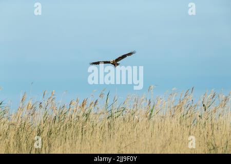 WESTERN Marsh harrier Circus aeruginosus, femelle adulte, en vol au-dessus du lit reedbed, Tiszaalpár, Hongrie, mai Banque D'Images