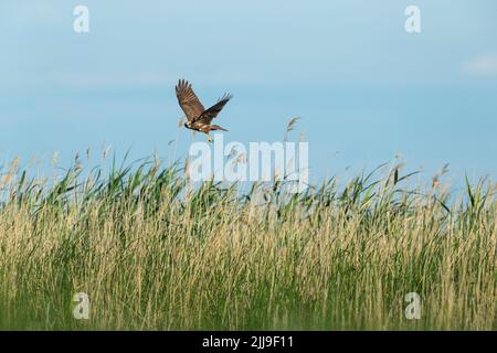 WESTERN Marsh harrier Circus aeruginosus, femelle adulte, en vol au-dessus du lit reedbed, Tiszaalpár, Hongrie, mai Banque D'Images