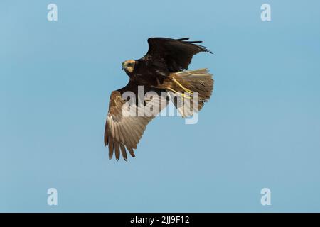 WESTERN Marsh harrier Circus aeruginosus, femme adulte, en vol, Tiszaalpár, Hongrie, Mai Banque D'Images