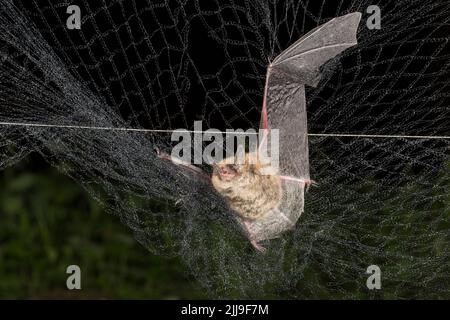 Chauve-souris Myotis mystacinus, adulte (contrôlé), prise dans un filet maillé sous licence, Noszvaj, Bükk Hills, Hongrie, mai Banque D'Images