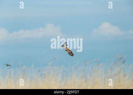 Aigle à queue blanche Haliaetus albicilla, adulte, en vol avec lit de foule par Corvus cornix à capuche, Tizaalpár, Hongrie, mai Banque D'Images