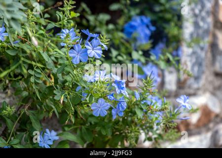 Plumbago Auriculata, Blue ou Cape Plumbago ou Cape Leadwort super-réducteur plante à feuilles persistantes en fleurs. Arbuste tropical avec fleur bleue, riche feuillage vert Banque D'Images