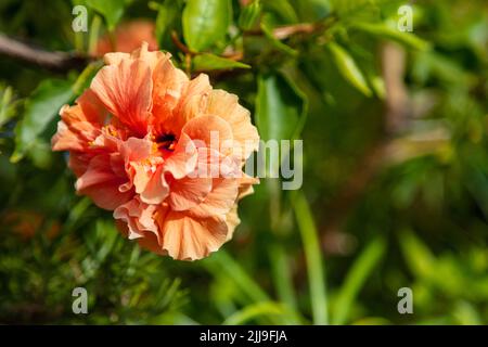 Hibiscus rosa sinensis, fleur pétale double, mérelle de rose de couleur orange, plante de noir de cordonnet, rose de Chine, hawaïen, hibiscus chinois florissant, trop à feuilles persistantes Banque D'Images