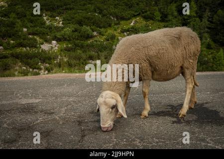 Moutons sur la route près de la vallée de la rivière Soca en été ciel bleu chaud jour Banque D'Images