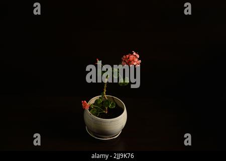 Géranium fleuri dans un pot isolé sur fond noir Banque D'Images
