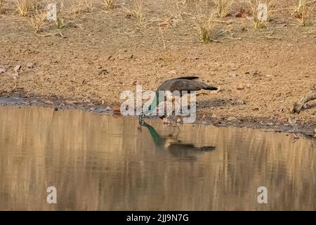 Un petit-duc indien, Pavo cristatus, qui boit dans un lac en Inde Banque D'Images