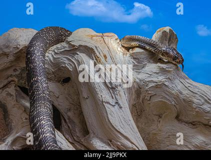 Cobra indienne ou spectaculaire (Naja naja) Naja est un genre de serpents venimeux. Banque D'Images