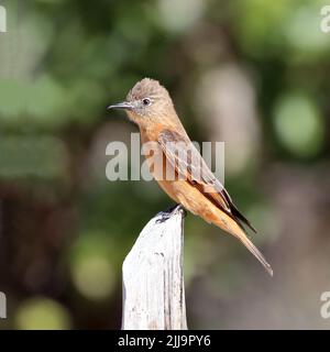 Cliff Flycatcher (Hirundinea ferruginea) isolé, perché sur une bûche Banque D'Images