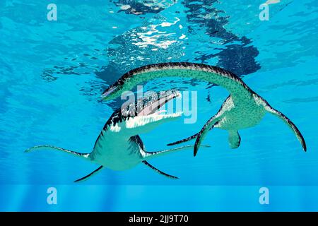 Un Liopleurodon suit un reptile marin aquatique Plesiosaurus pendant la période jurassique. Banque D'Images