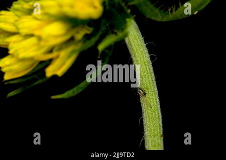 Un insecte puceron adulte sur le pédoncule de la fleur familiale de Marguerite. Les pucerons sont un ravageur qui aspire la sève cellulaire de la plante et qui pose problème à la plante. Banque D'Images