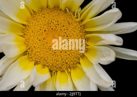 Gros plan de fleurs blanches de couleur jaune dans une famille de pâquerettes isolée par un fond noir. Mise au point sélective utilisée. Banque D'Images