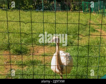 Autruche blanche dans le zoo de la ville de Bojnice en Slovaquie. Les autres noms de la grande nandou comprennent le nandou gris, le nandou commun ou américain, le nandou guarani ou l'em Banque D'Images