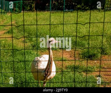 Autruche blanche dans le zoo de la ville de Bojnice en Slovaquie. Les autres noms de la grande nandou comprennent le nandou gris, le nandou commun ou américain, le nandou guarani ou l'em Banque D'Images