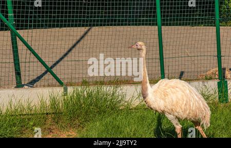 Autruche blanche dans le zoo de la ville de Bojnice en Slovaquie. Les autres noms de la grande nandou comprennent le nandou gris, le nandou commun ou américain, le nandou guarani ou l'em Banque D'Images