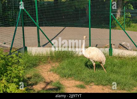 Autruche blanche dans le zoo de la ville de Bojnice en Slovaquie. Les autres noms de la grande nandou comprennent le nandou gris, le nandou commun ou américain, le nandou guarani ou l'em Banque D'Images