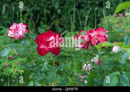Roses rouges avec une fleur centrale blanche dans le jardin de roses en été. Banque D'Images