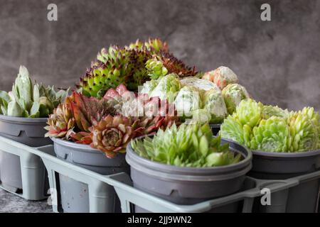 Plantes de Sempervivum, différentes variétés, en pots de plantes en plastique et plateau sur fond de pierre sombre Banque D'Images