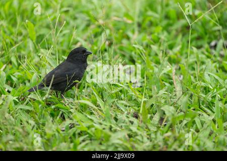 Cactus finch Geospiza scandens, mâle adulte, entre graminées, Floreana, îles Galápagos, avril Banque D'Images