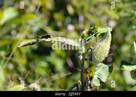 La gousse de Milkweed au refuge national de Blackwater Banque D'Images