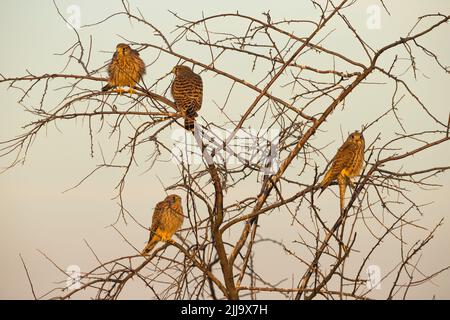 Kestrel commun Falco tinnunculus, juvéniles, perchés dans un arbre, Kiskunfélegyháza, Hongrie en juin. Banque D'Images