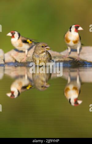 Le greenfinch européen Chloris chloris, femelle avec deux goldfinch européens Carduelis carduelis à la piscine de bois, Tiszaalpár, Hongrie, juillet Banque D'Images