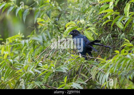 Grand ani Crotophaga Major, adulte, perché dans l'arbre, Rio Claro, El Jardín, Colombie, avril Banque D'Images