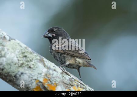 Grand terrain finch Geospiza magirostris, femme adulte, Centre de recherche Charles Darwin, Puerto Ayora, Îles Galápagos, avril Banque D'Images