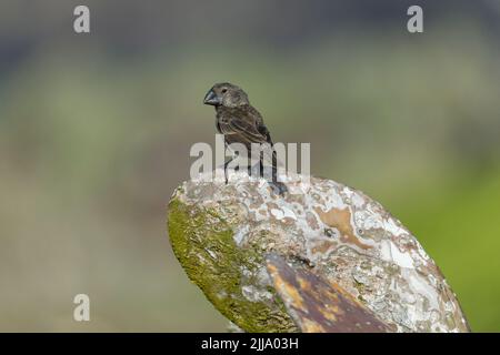 Grand terrain finch Geospiza magirostris, femme adulte, perché sur cactus, baie de Darwin, Genovesa, îles Galápagos, avril Banque D'Images