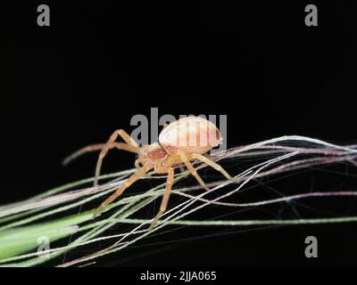 Petite araignée de crabe Banque D'Images