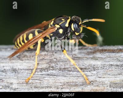 La guêpe de papier (Polistes dominula) rassemble le matériau en bois Banque D'Images