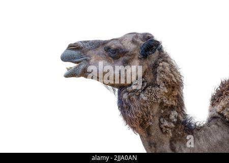 Chameau souriant sur fond blanc. Gros plan sur la tête de chameau, vue latérale. Le chameau ouvrit sa bouche et montra ses dents Banque D'Images