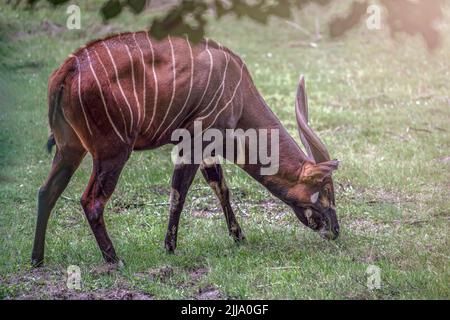 Mountain bongo. Tragelaphus eurycerus isaaci. Animal sauvage brun avec des rayures blanches et de grandes cornes, mange de l'herbe. Banque D'Images