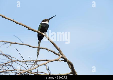 Paradise jacamar Galbula dea, adulte, perché dans l'arbre, Colombie, mars Banque D'Images