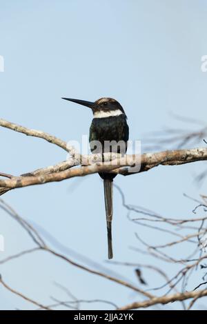 Paradise jacamar Galbula dea, adulte, perché dans l'arbre, Colombie, mars Banque D'Images