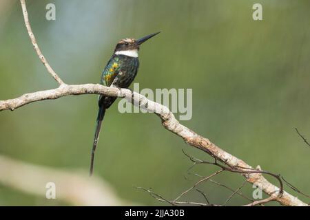 Paradise jacamar Galbula dea, adulte, perché dans l'arbre, Colombie, mars Banque D'Images