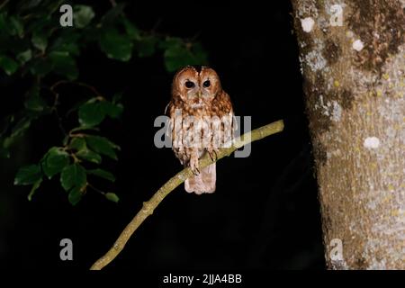 La chouette de Tawny perchée dans un arbre la nuit Banque D'Images