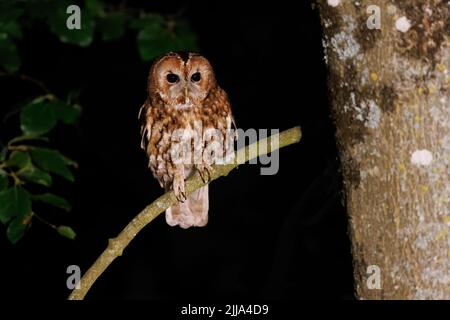 La chouette de Tawny perchée dans un arbre la nuit Banque D'Images