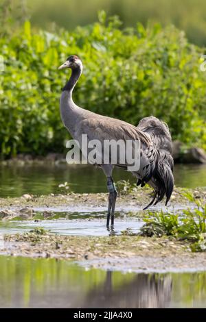 Grue commune debout dans l'eau Banque D'Images