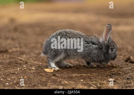 Lapin léger joli fond doux petit animal de compagnie nature gris animal, de ferme brun pour peu et terrain d'été, herbe drôle. Réserve faunique trois, Banque D'Images