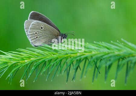 Ringlet Aphantopus hyperantus, imago, roosting sur branche d'épinette, Silver flole, Dumfries & Galloway, Écosse, Royaume-Uni en juillet. Banque D'Images